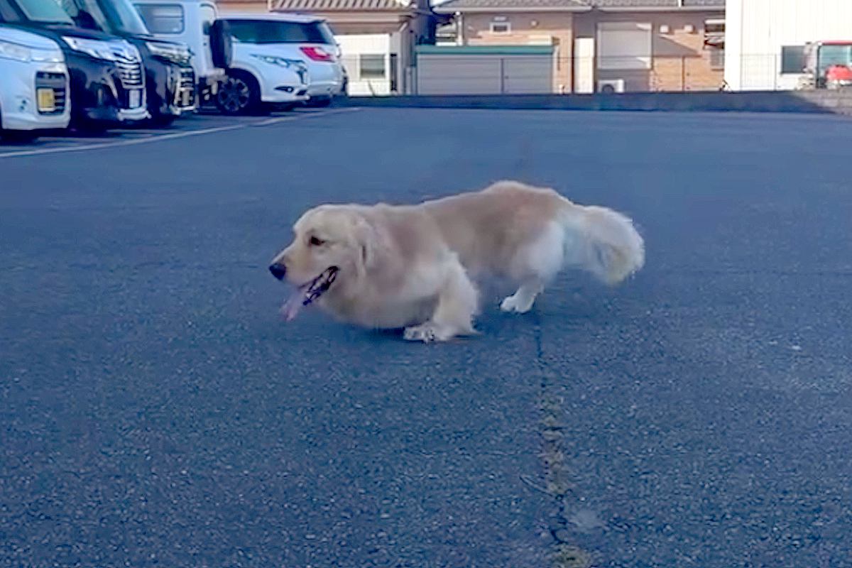 両足に障がいを持ち『歩くことができない大型犬』を保護→医者には『長生きできない』と言われ…嘘のような『現在』が206万再生「勇気貰った」