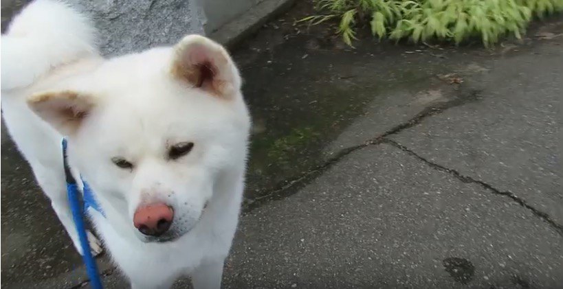 こんにちは～。お隣を垣根の間からチェックする秋田犬