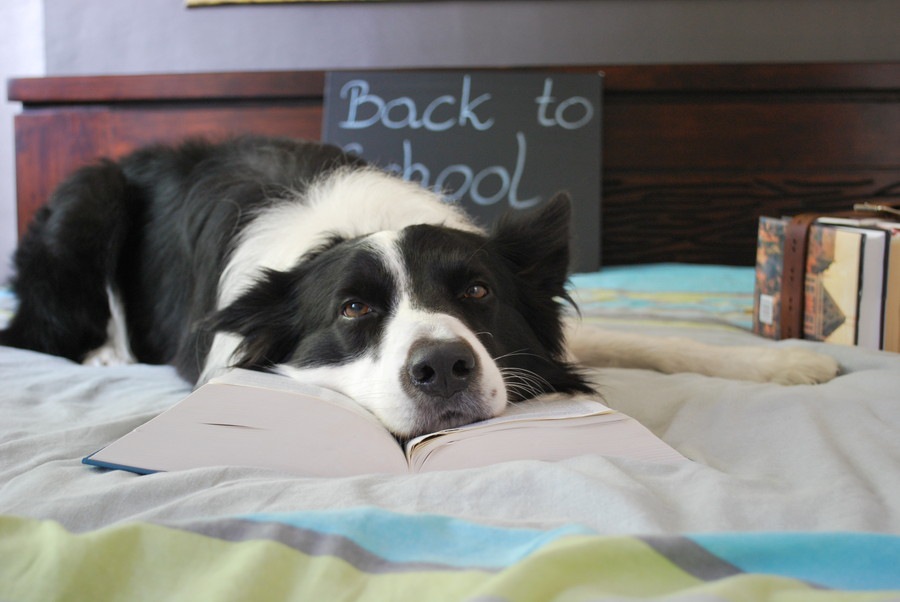 犬が疲れている時に考えられる４つの原因