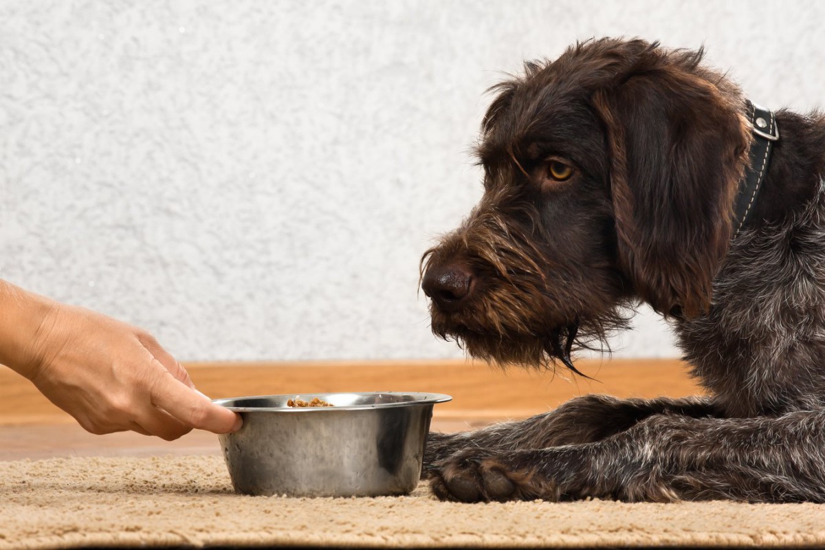 犬が病気になっている時に与えてはいけない食べ物3選！病気別の危険な食材とは