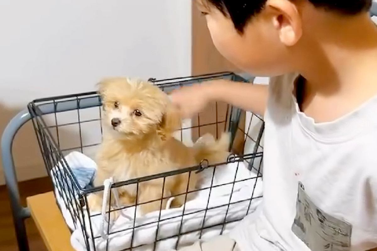 『大きくならない』と言われて飼った子犬→『このまま小さく育つ』と思ったら、1年後…予想外だった『現在』が24万再生「可愛い」「愛の重み」