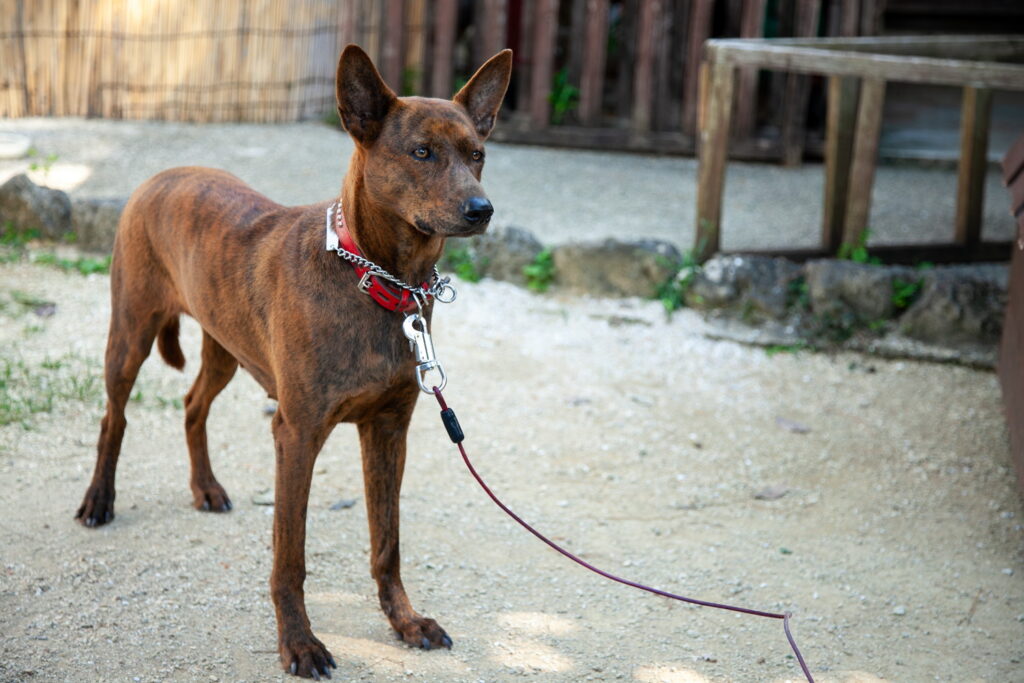 琉球犬｜犬種の特徴と性格、飼い方や価格相場まで解説
