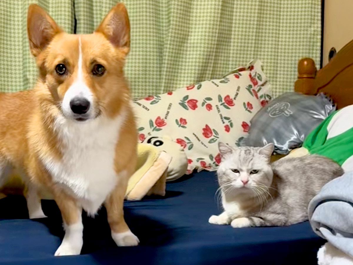 『猫にチューして』と犬に伝えた結果…思ったよりも激しい『まさかの光景』が75万再生「最後のドヤ顔たまらんｗ」「にゃんこ迷惑そうで草」