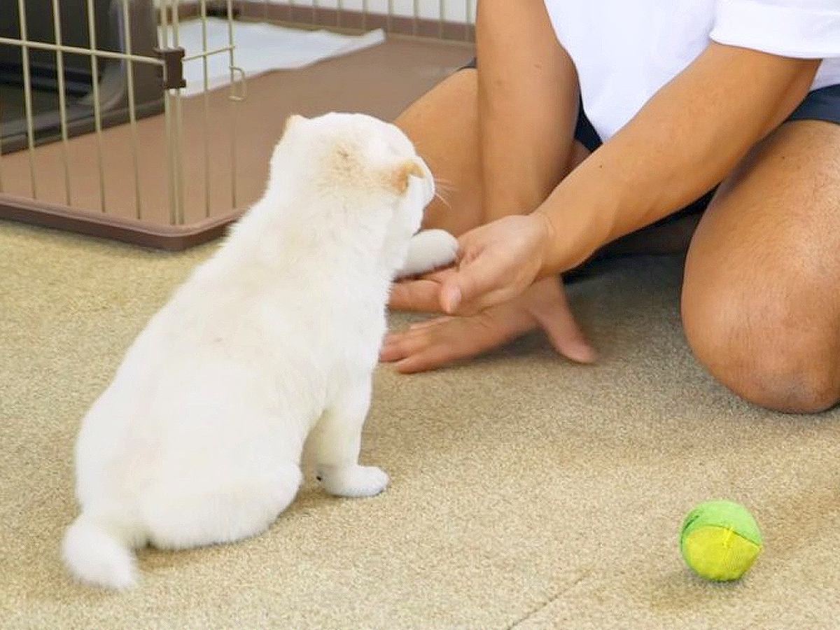 3匹の赤ちゃん犬に『初めてのお手』させた結果…個性あふれる反応が可愛すぎると41万再生「覚醒してるｗ」「天才なのか？」悶絶の声続々