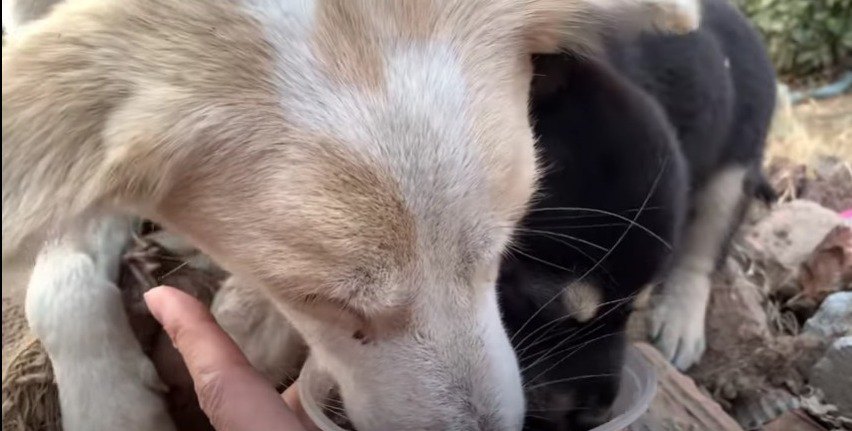 野良犬家族３世代が大集合♡のびのび育つパピーたち！