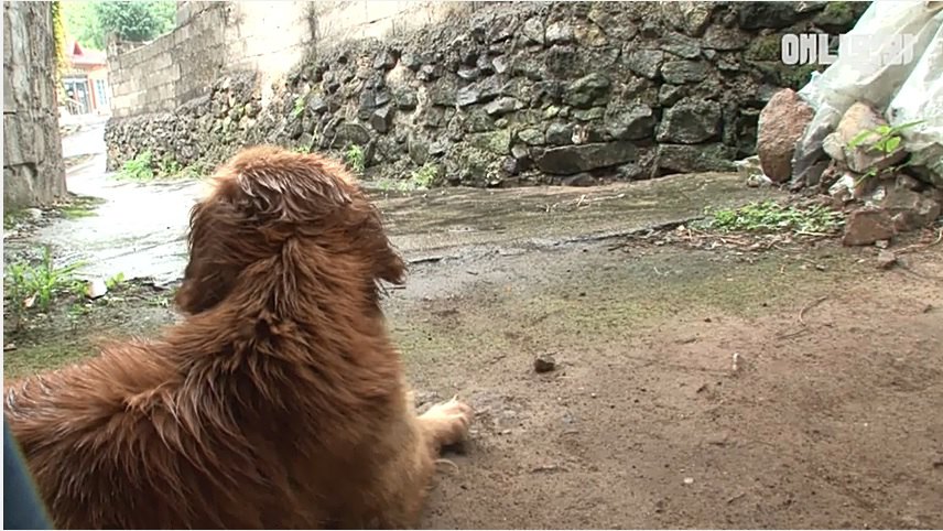 飼い主さんの命を救ったのに、独りぼっちで取り残された犬