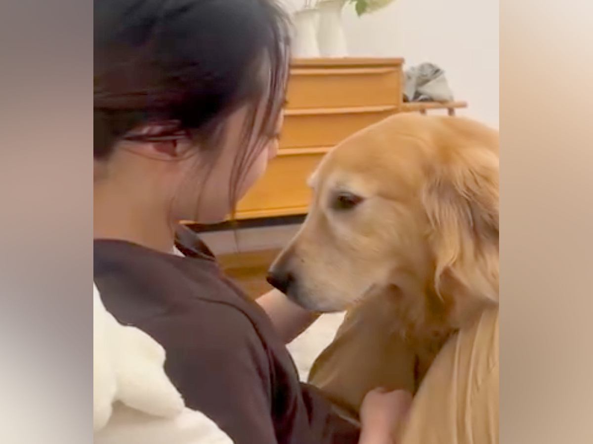 大好きなお姉ちゃんに甘える大型犬→キッチンからご飯の音がすると…葛藤しまくりな『わかりやすい表情』に「目は口ほどに物を言うｗ」と20万再生