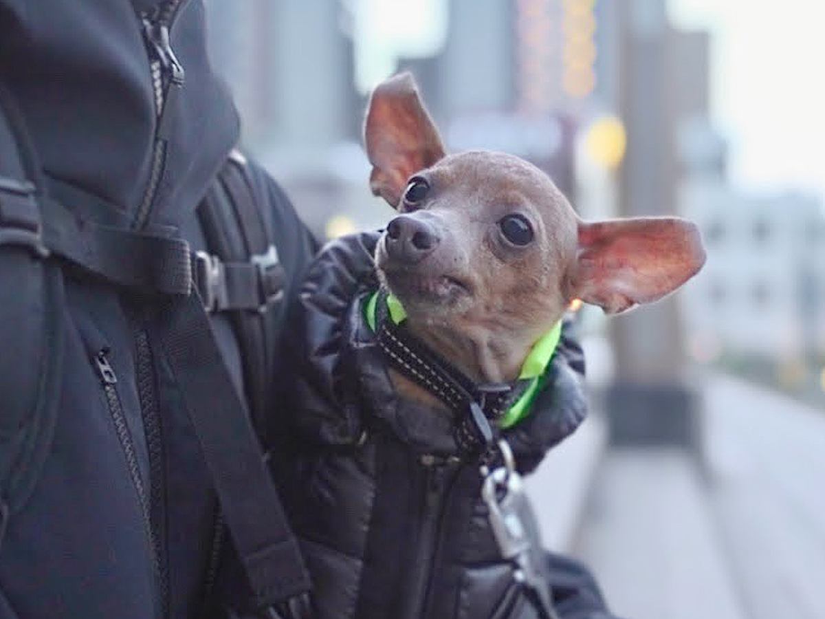 元保護犬との『愛のあふれる生活』に涙が止まらない…39万再生を記録した光景に「すべてが愛おしい」「宝物」感動の声集まる