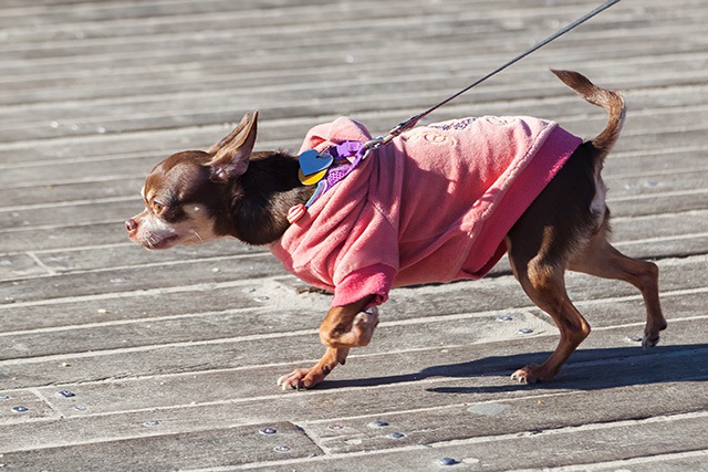 お散歩で「対人・対犬恐怖症」になってしまった愛犬のトラウマ誕生の秘話