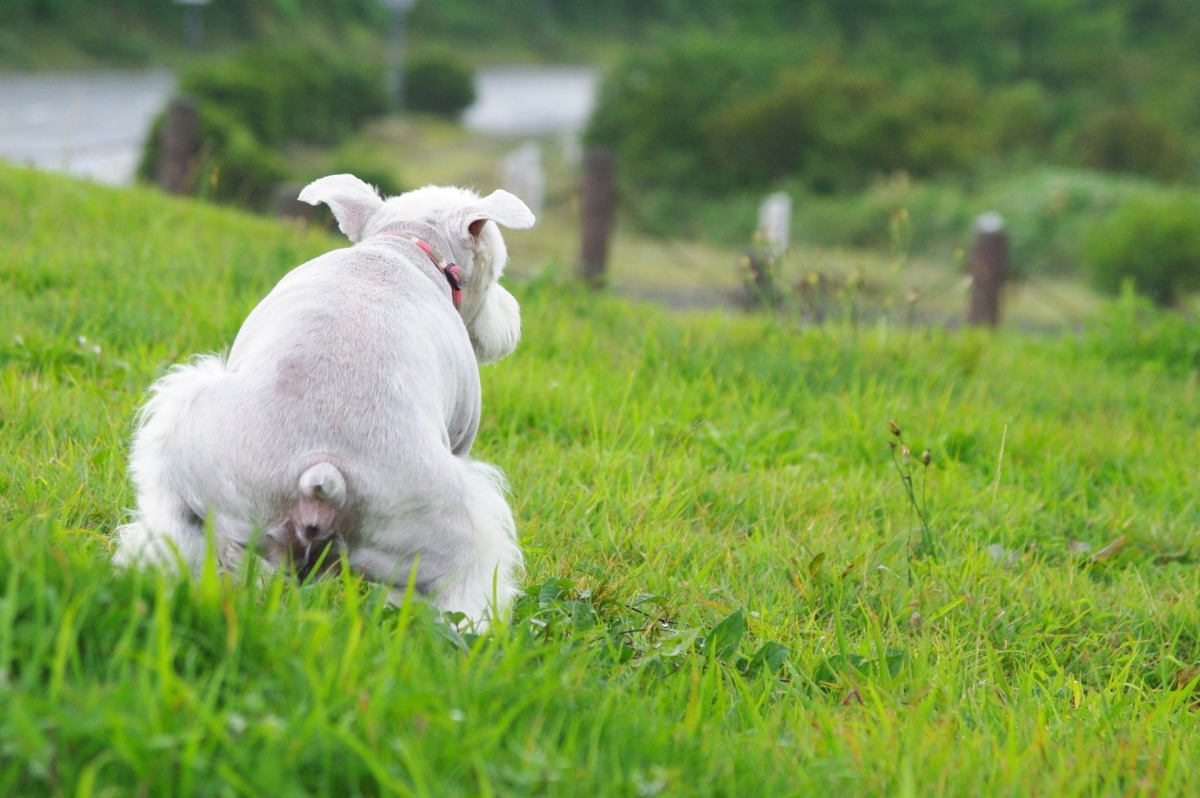 犬がウンチをする前にくるくる回るあの行動は、安心感が欲しいから？