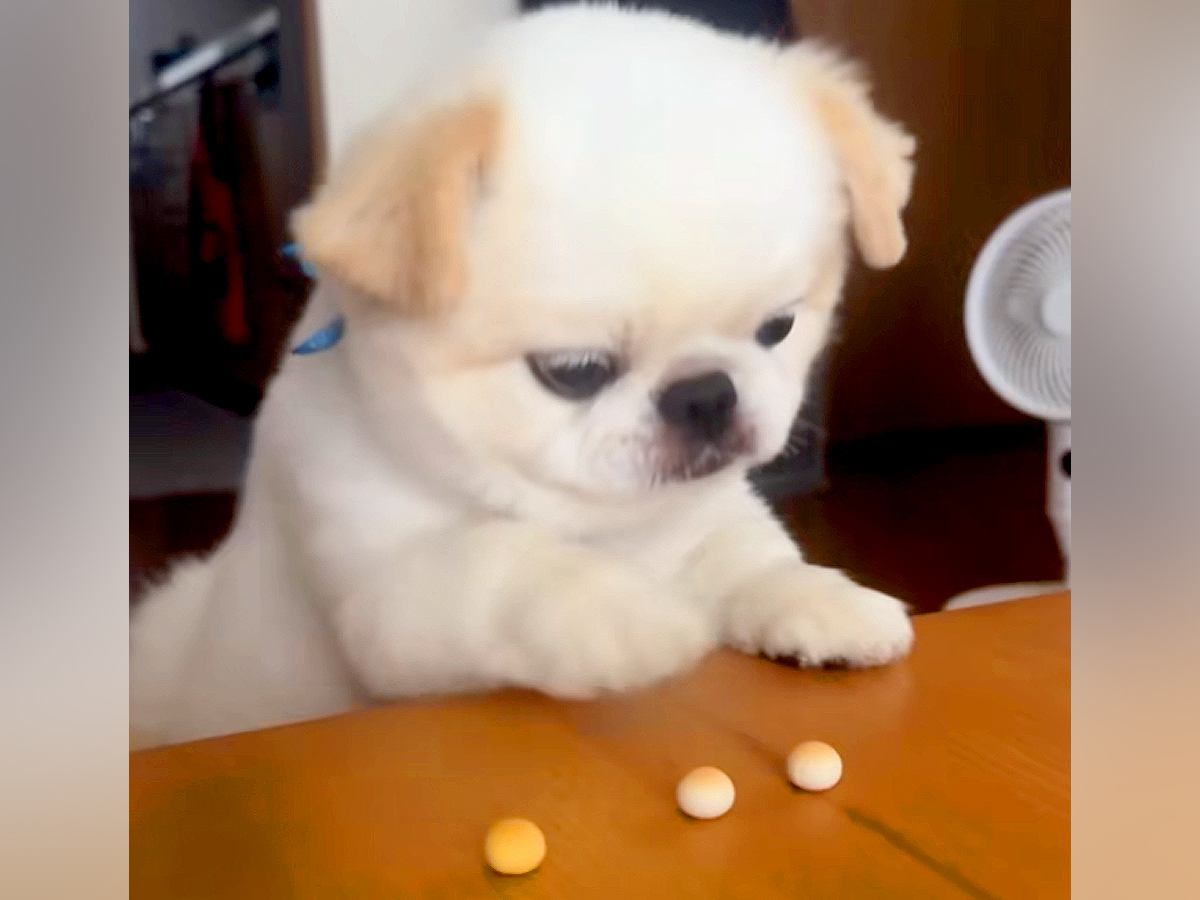 テーブルにあるボーロを食べたい犬→おててと口を駆使して…とんでもなく不器用な『まさかの行動』が94万再生「ポンコツすぎて草」「頑張れｗ」
