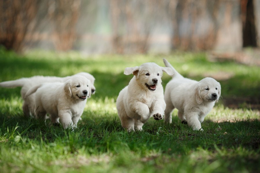 子犬から成犬になったときに買い替えるべき犬用品４選