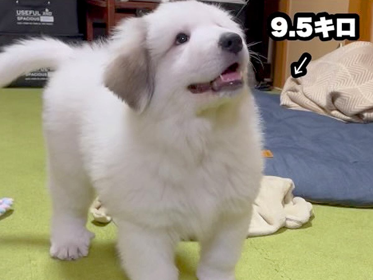 かわいらしい超大型犬の赤ちゃん→2年後、体重43キロに達し…もはや襲撃レベルな『衝撃の甘え方』が689万再生「攻撃力４倍ｗ」「激しい」