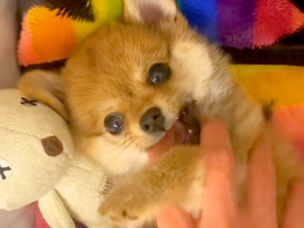 『たぬき顔の赤ちゃん犬』をお迎え→そのまま育つかなと思っていたら…まさかの『別の動物のような成長』に絶賛「可愛すぎ」「癒される」の声