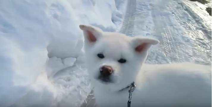 まるでぬいぐるみ！雪の上を歩く秋田犬の子犬が可愛すぎ♡