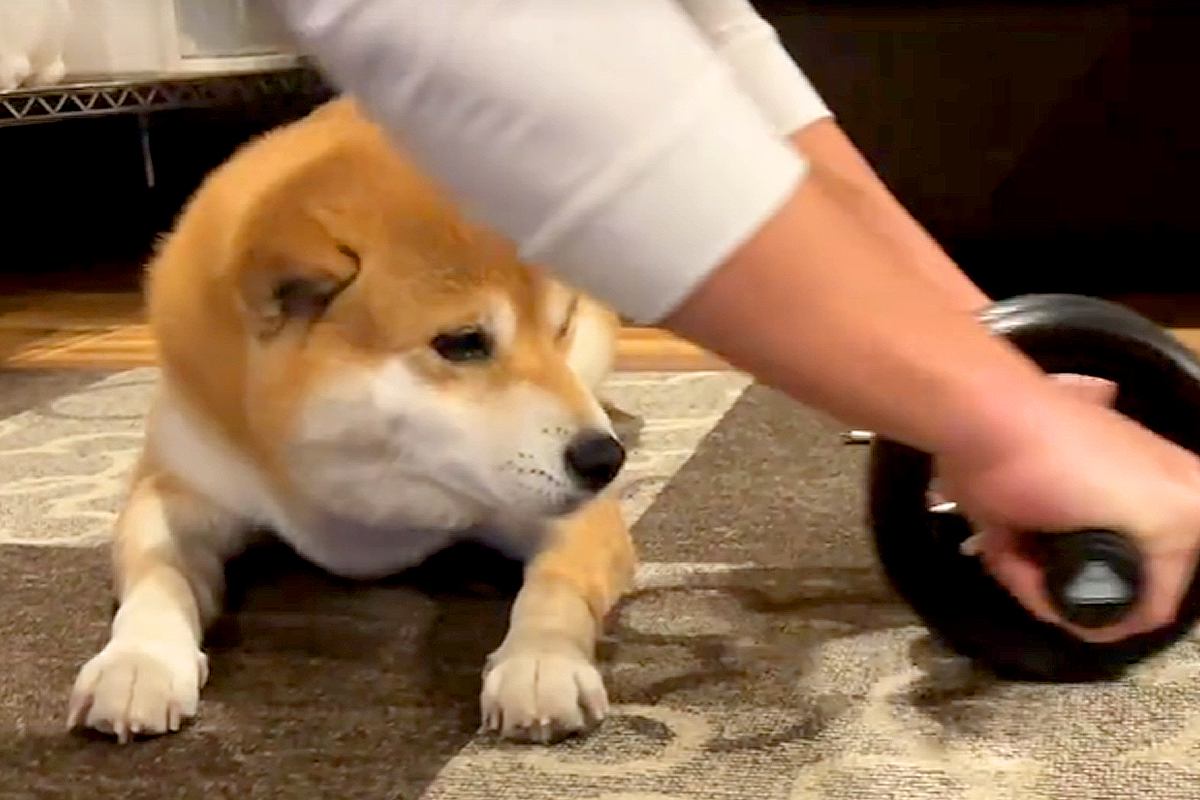 筋トレをしていたら、犬が乱入してきて…まさかの『体を張った応援』が可愛すぎると25万再生「ナイスアシストｗ」「ムギュッと潰れてて草」