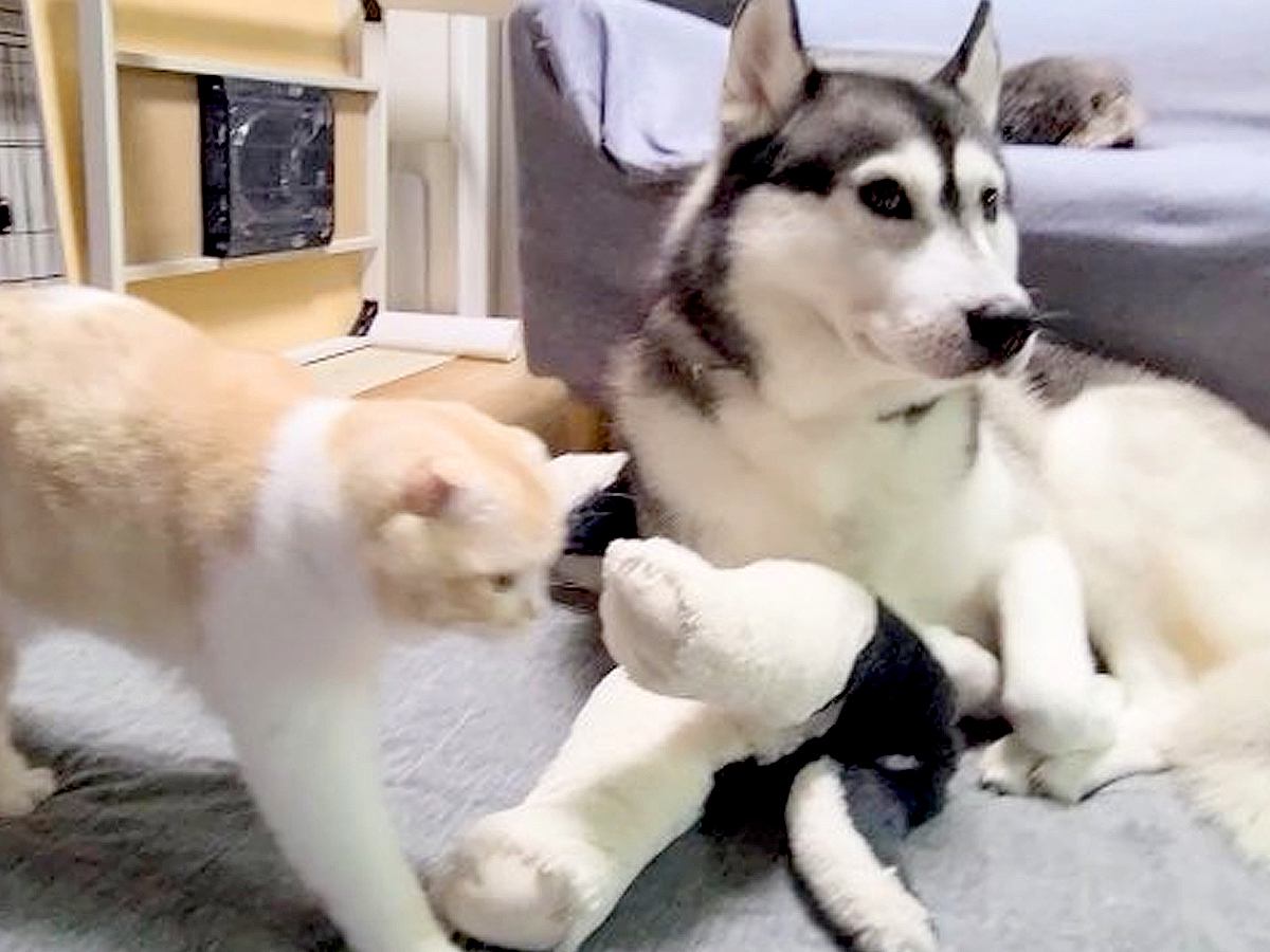 大型犬に育てられた猫→深夜、イチャイチャし始め…あまりにも尊い『本当の親子のような光景』が149万再生「表情がそっくり」「可愛すぎ」