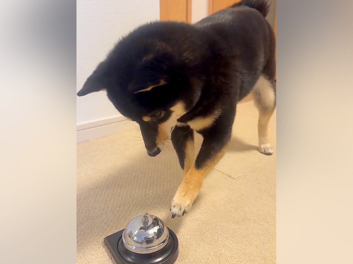 『ベル鳴らして』と犬にお願いしてみた結果…自分の足の長さを把握していない『尊すぎる行動』に1万いいね「一生懸命で可愛い」「空振りあんよ」