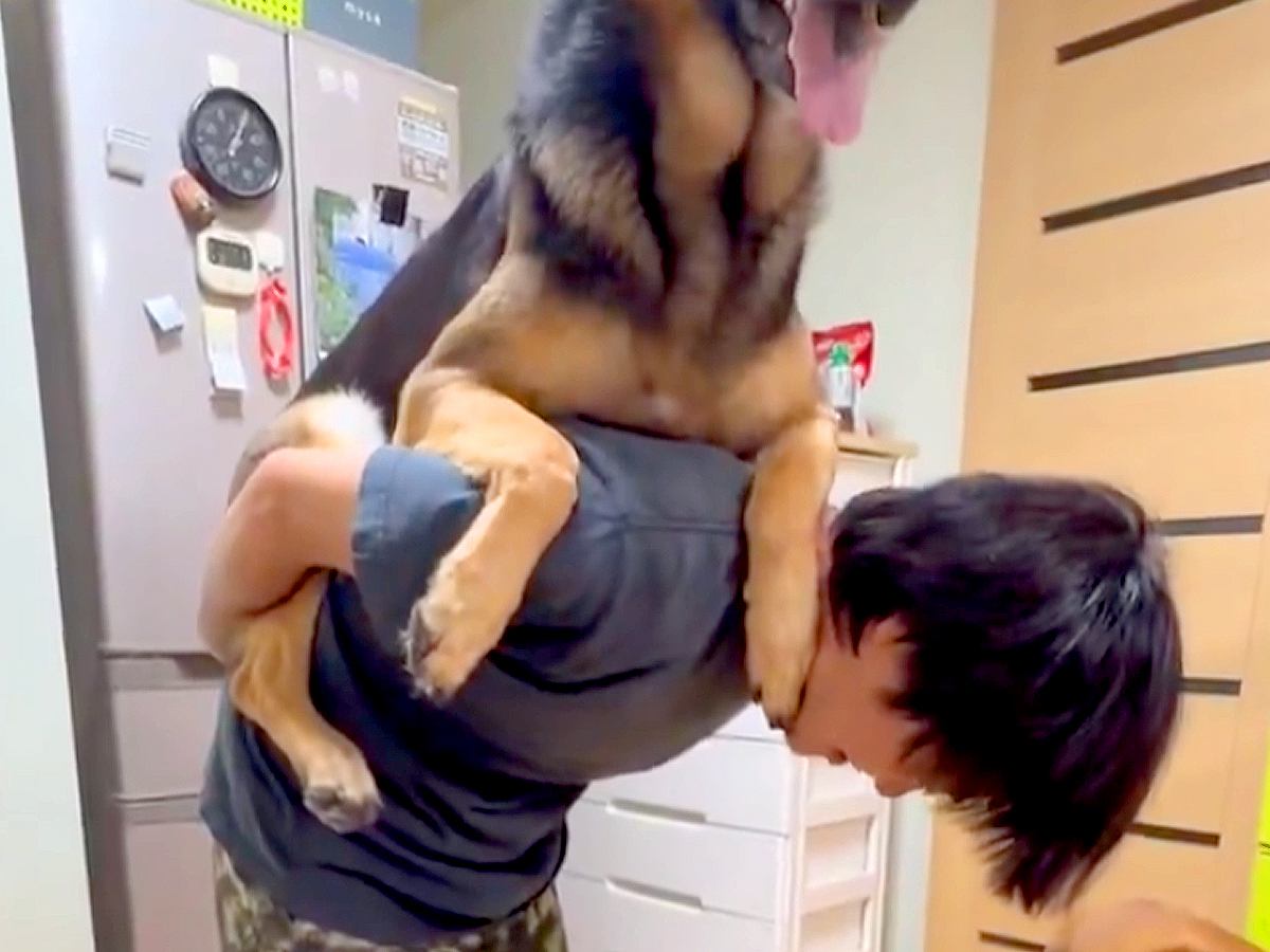 大型犬をおんぶしていたら、もう1匹が羨ましそうに見つめ…まさかの『おんぶの奪い合い』が21万表示の反響「微笑ましい」「至福のひととき」