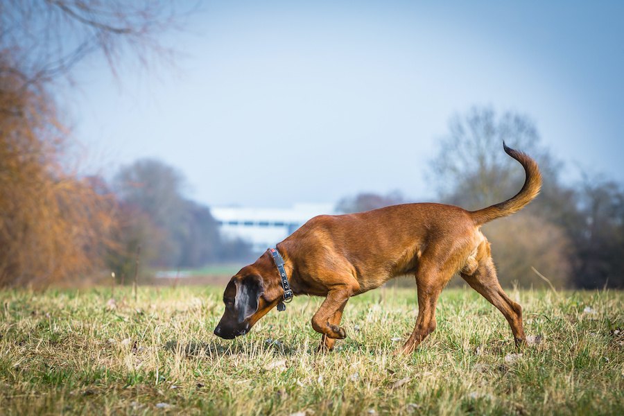 絶滅危惧種の野生動物を保護するために嗅覚を使って働く犬たち