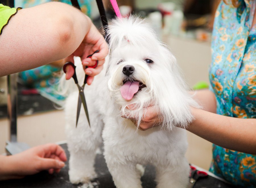 犬の毛が伸びすぎると起こる悪影響６つ！どのくらいで切るのがベスト？