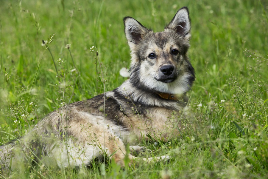 これを知ってたら犬博士？超マニアックな犬種７選