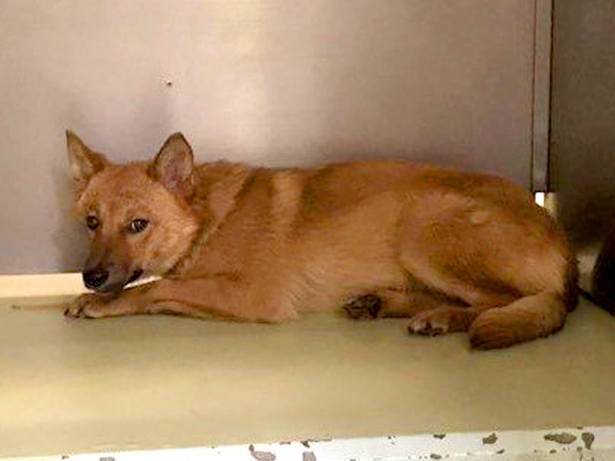 『人間への信頼を完全に失った野犬』を飼った結果…保護当時では考えられない『あきらかな表情の変化』が233万再生「心が温まった」と感動