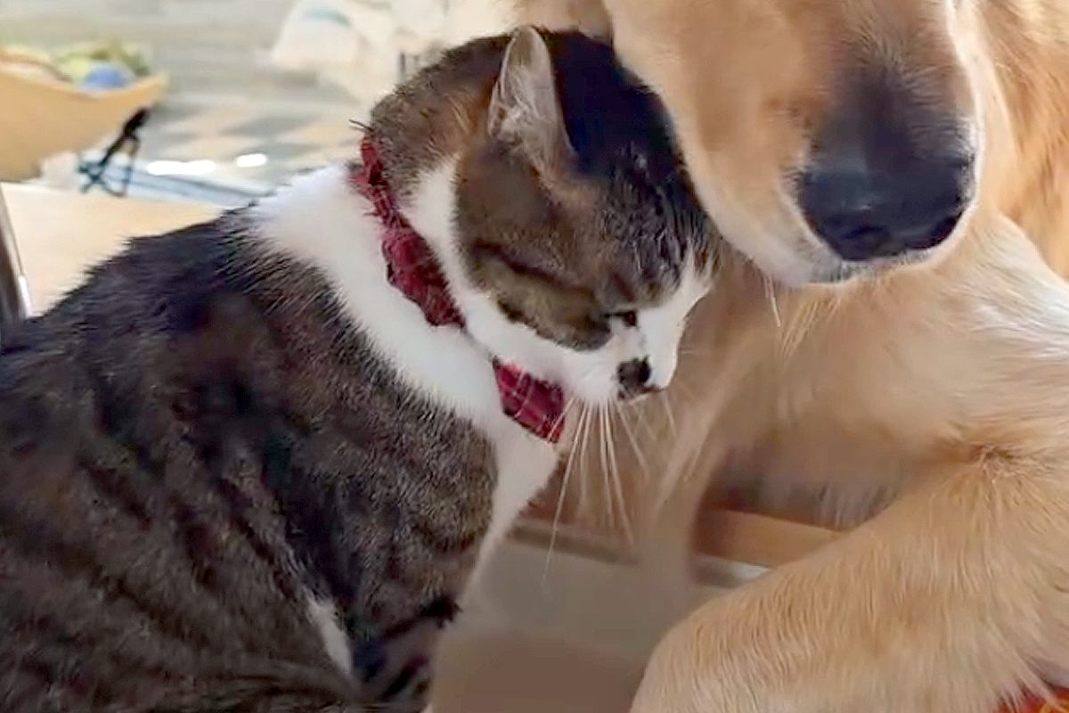 猫が『大型犬に恋をした』結果→大胆なスキンシップで猛アタックして…種族の壁を超えた『愛おしすぎる光景』に反響「なんて可愛いの」「ラブラブ」