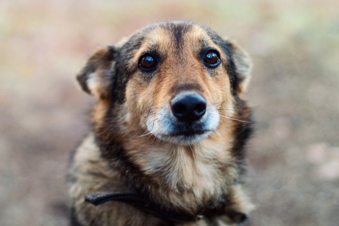 犬が死亡する『思わぬ事故』４選！未然に防いで愛犬の命を守ろう