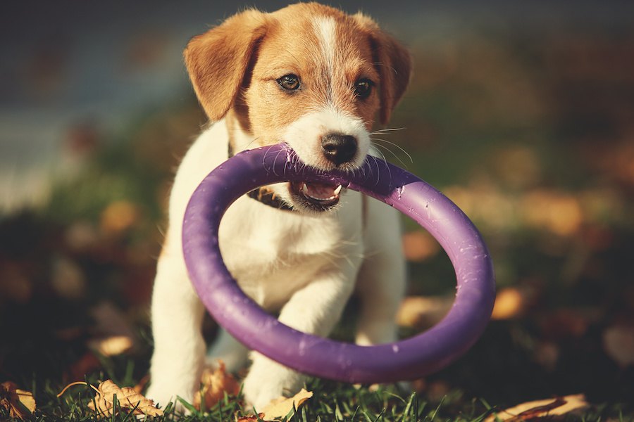 遊びを通してできる犬へのしつけ３つ