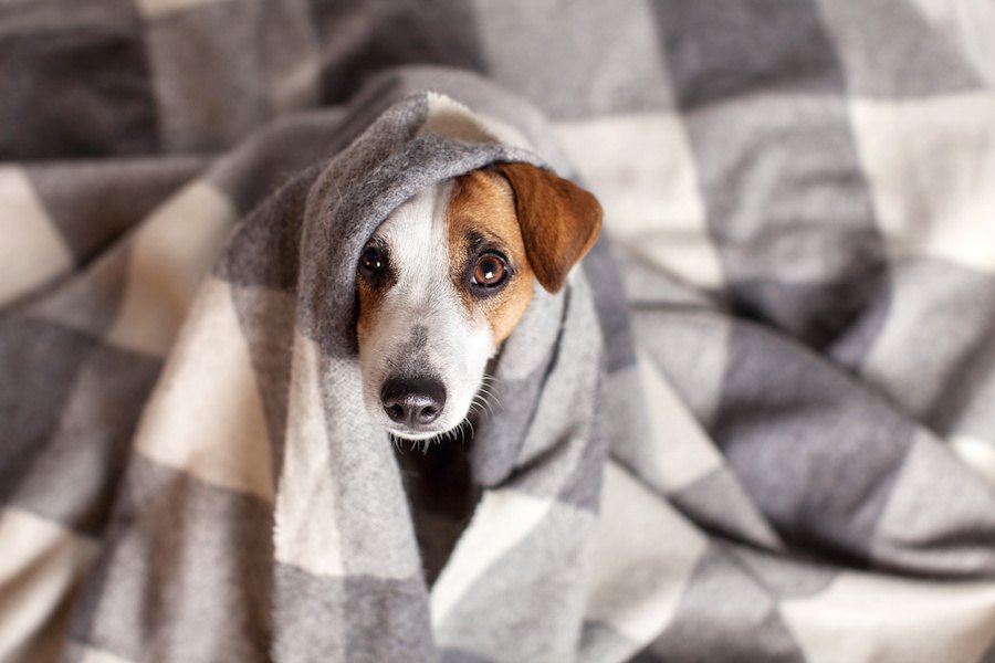 気弱な犬がよくする仕草６つ