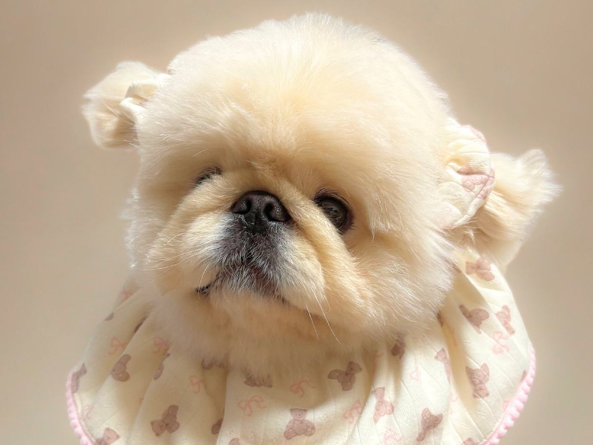 『ぼく2、3キロですよ』という顔をする犬→抱っこすると…思っていたのと違う『実際のサイズ感』に3万いいね「可愛いが詰まっててお得ｗ」の声