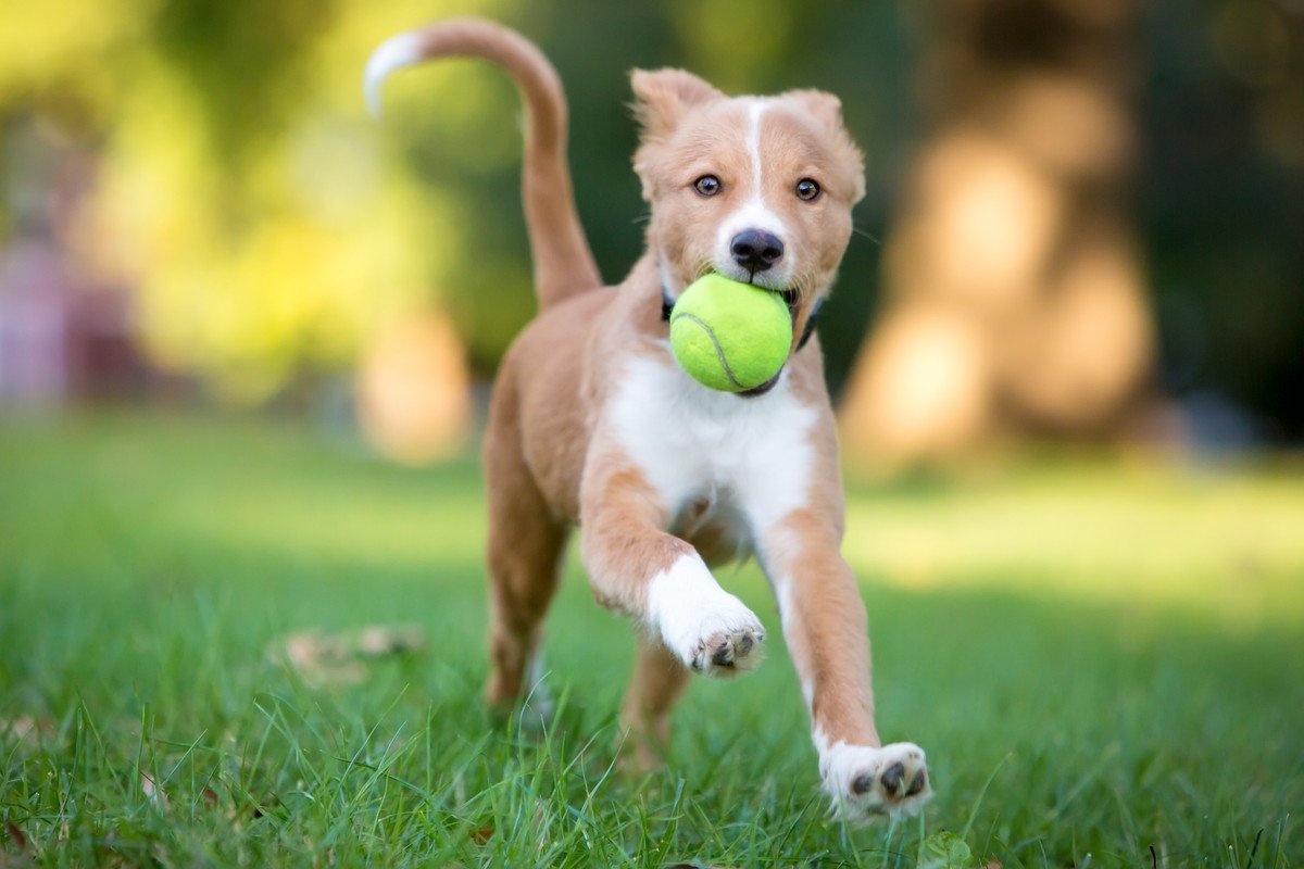 犬が絶対夢中になる『遊び方』とは？愛犬の幸福度をアップさせる方法や遊びの役割まで