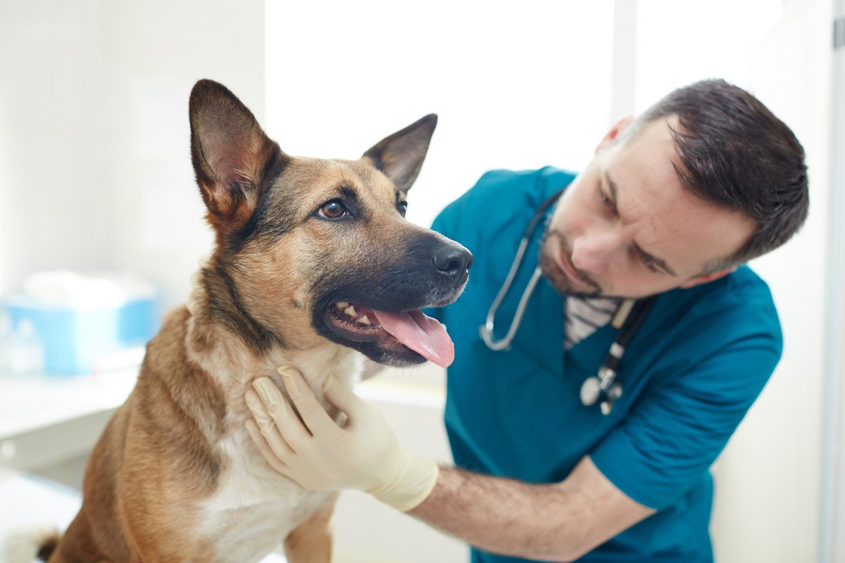 犬の危険な『舌の状態』5選　病気のサインや症状、異常を早期発見する方法まで