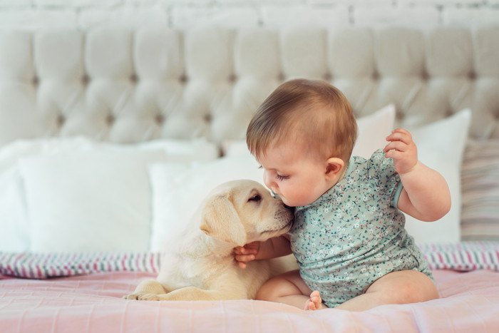 飼いやすい室内犬の人気ランキング！飼い方、選び方、注意点など