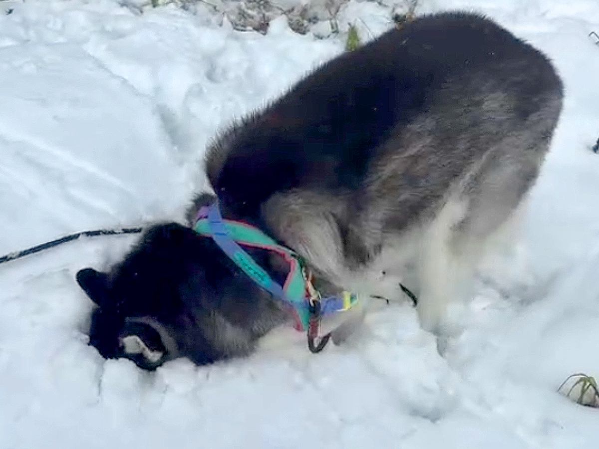 雪山にハスキー犬を連れて行った結果…想像以上に『シベリアの血が騒いでしまう光景』が214万再生「普段とギャップありすぎｗ」「格好いい」