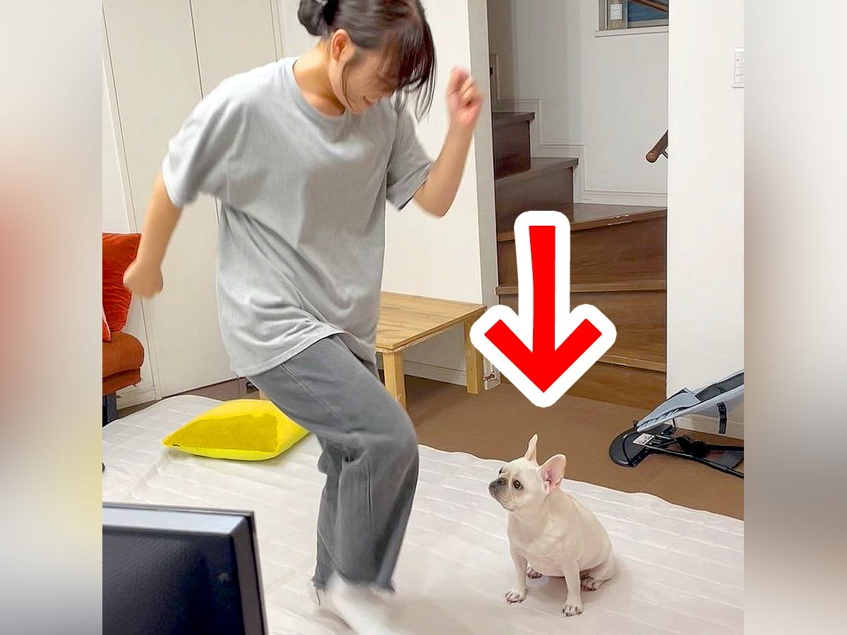 体育テストを控えた高校生の女の子→犬の前でダンスを披露した結果…予想外の反応と『まさかのオチ』が48万再生「近くない？」「微動ｗ」と反響