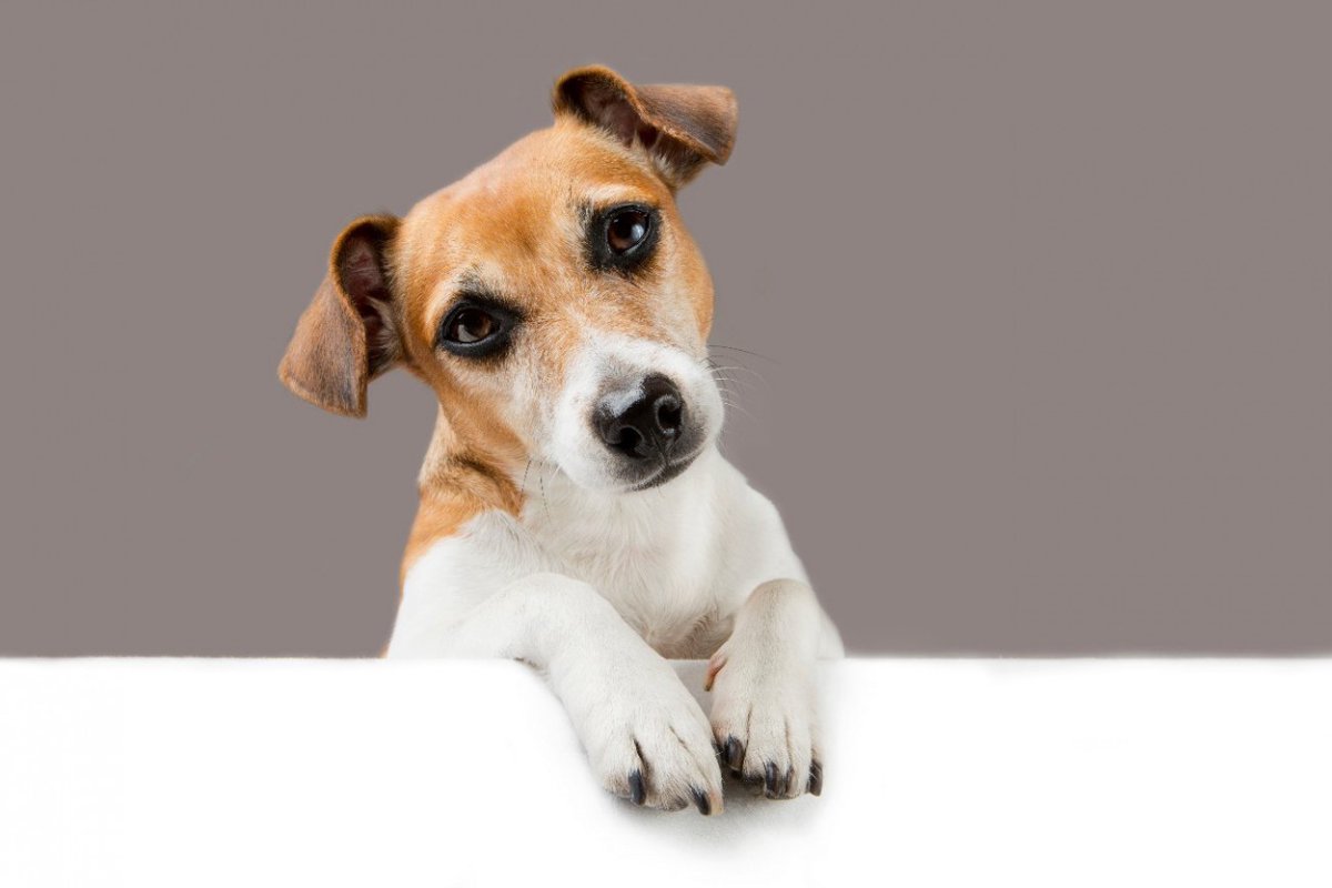 犬は『愛情不足』だとこうなる！３つのサインや悪影響、飼い主がすべきスキンシップの取り方とは？