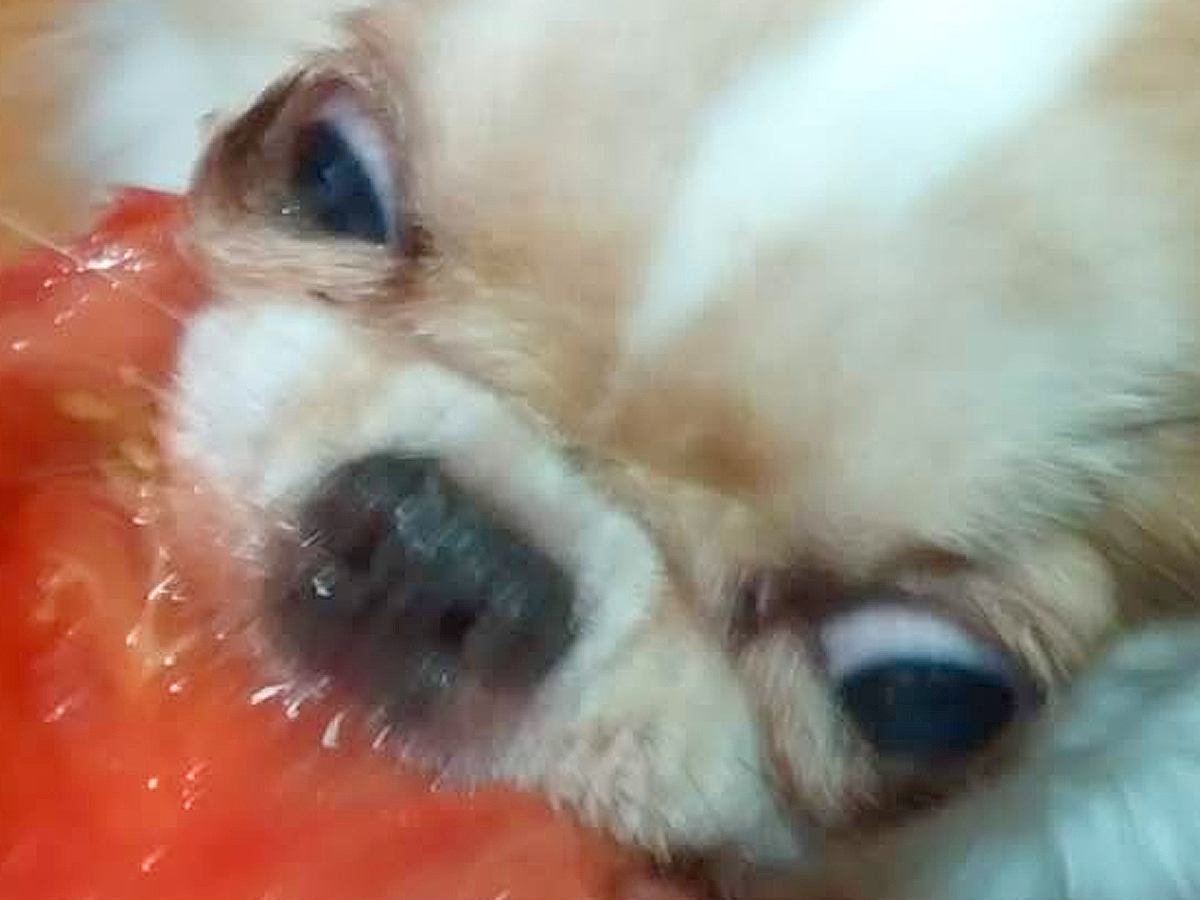 『今年で一番笑ったｗｗ』犬にトマトを食べさせた結果→興奮しすぎて…まさかの『ゾンビ化』する光景に1万いいね「ハリウッドに通用する」の声