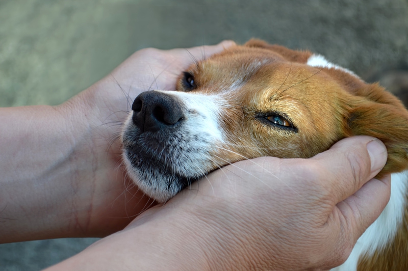 保健所にいる犬の引き取り方について知りたい