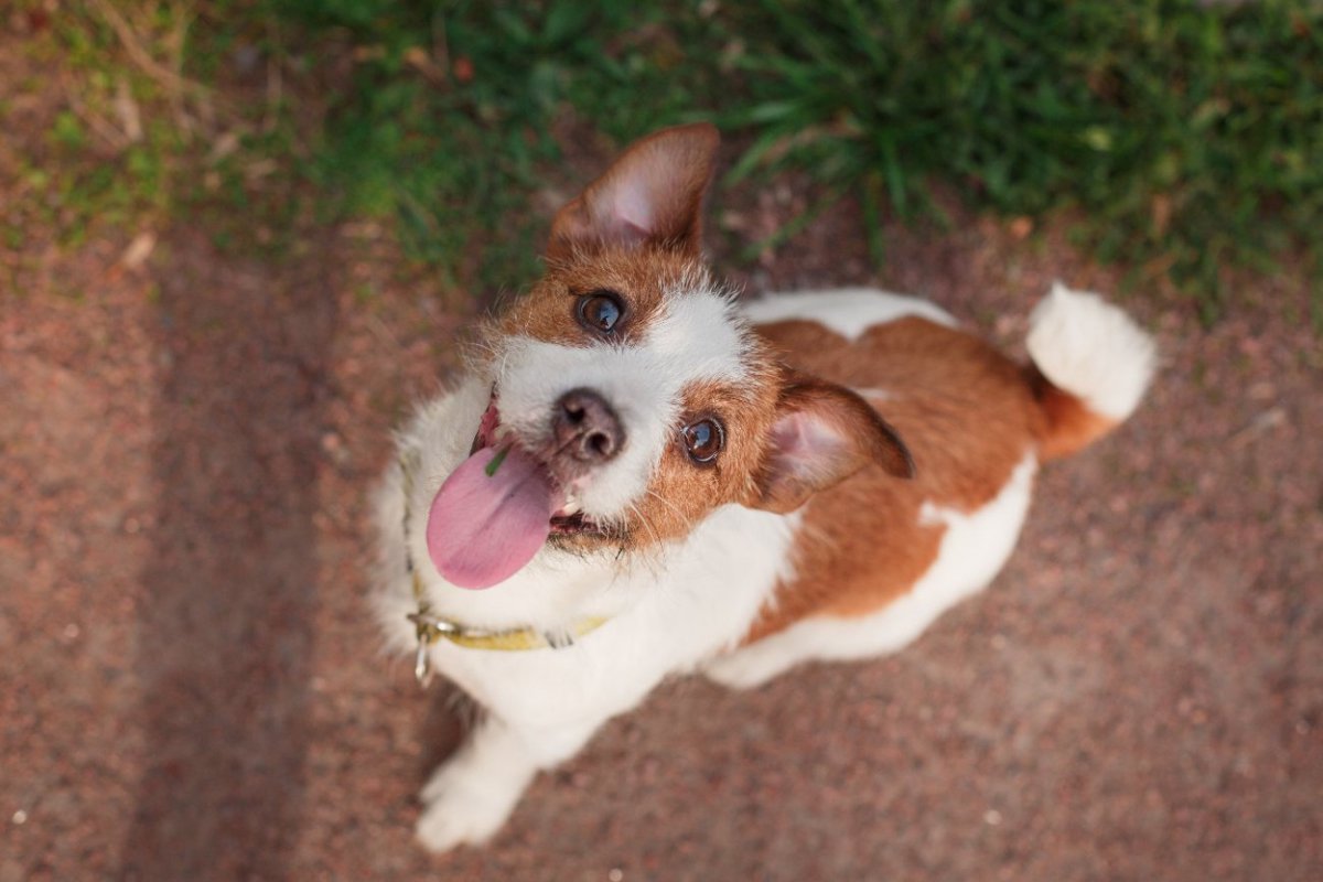 犬は人間の行動が「わざと」か「偶然か」かを区別する？【研究結果】