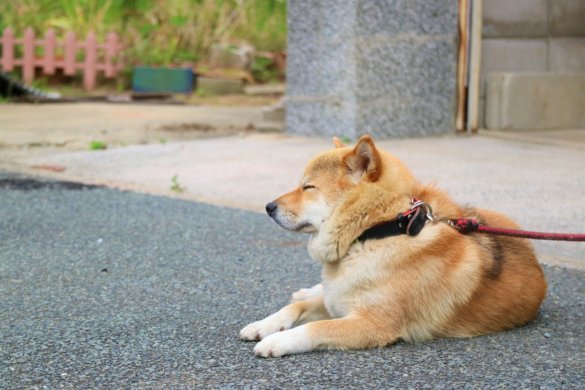 犬がひとりになりたい時の『構わないでサイン』7選！