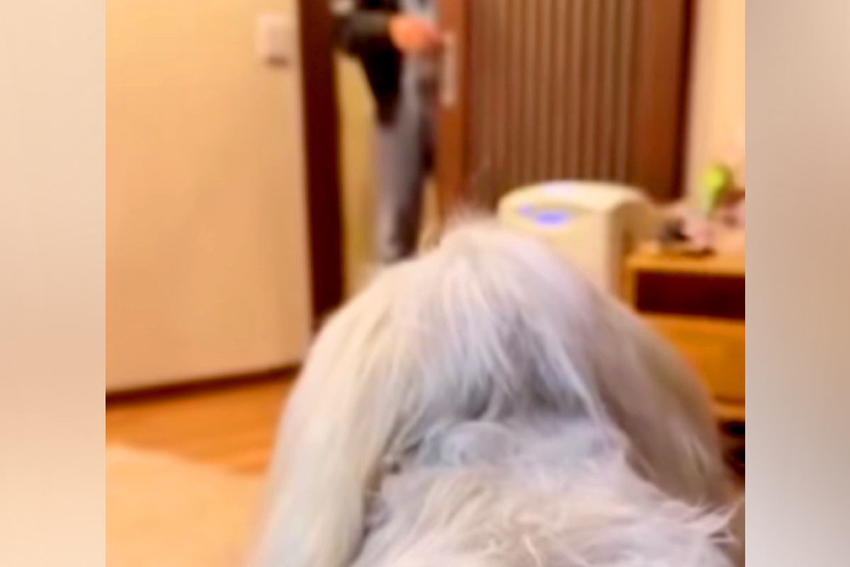 愛犬を亡くした夫婦→妻が夫に内緒で『そっくりのぬいぐるみ』を渡した結果…涙が止まらない『再会の瞬間』に反響「帰ってきたみたい」「素敵」