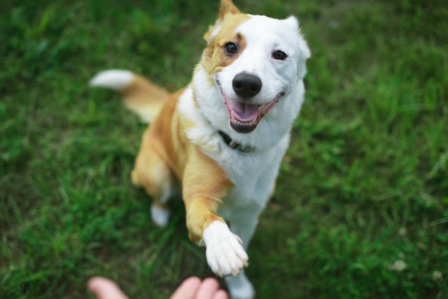 犬に効率的な学習をさせるために知っておきたい３つのポイント