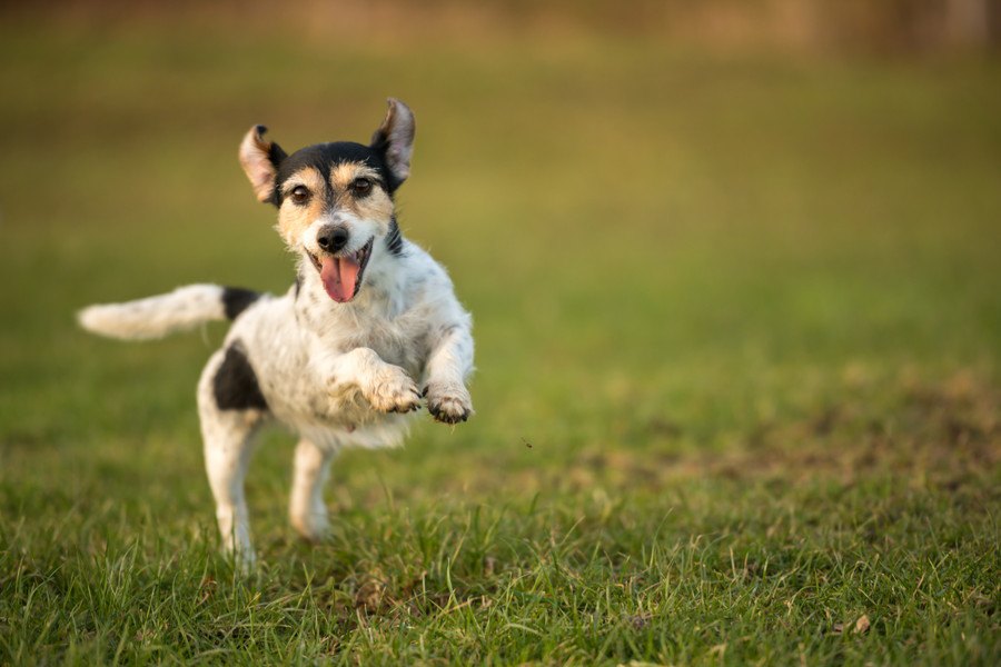 犬を太らせてはいけない『５つの理由』