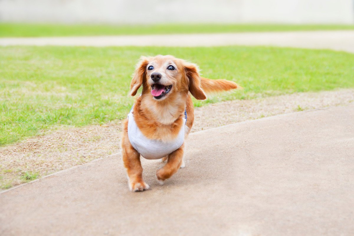 犬の『スキップ』に隠された病気２選…普段と違う歩き方をしていたら要注意