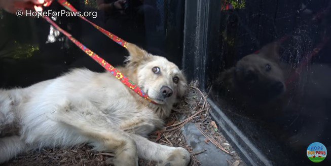 おなかを蹴られて内臓破裂していた犬を保護。手術、回復そして里親の元へ！