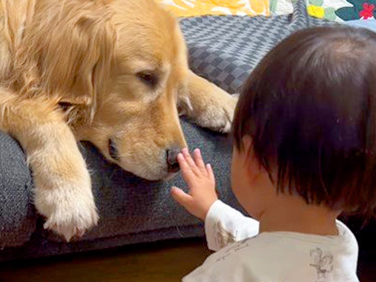 小さな男の子に見つめられる大型犬→じっとしていたら…『とんでもなく尊い行動』に悶絶「どっちも優しい」「癒やされた」「本当に仲良し」と反響