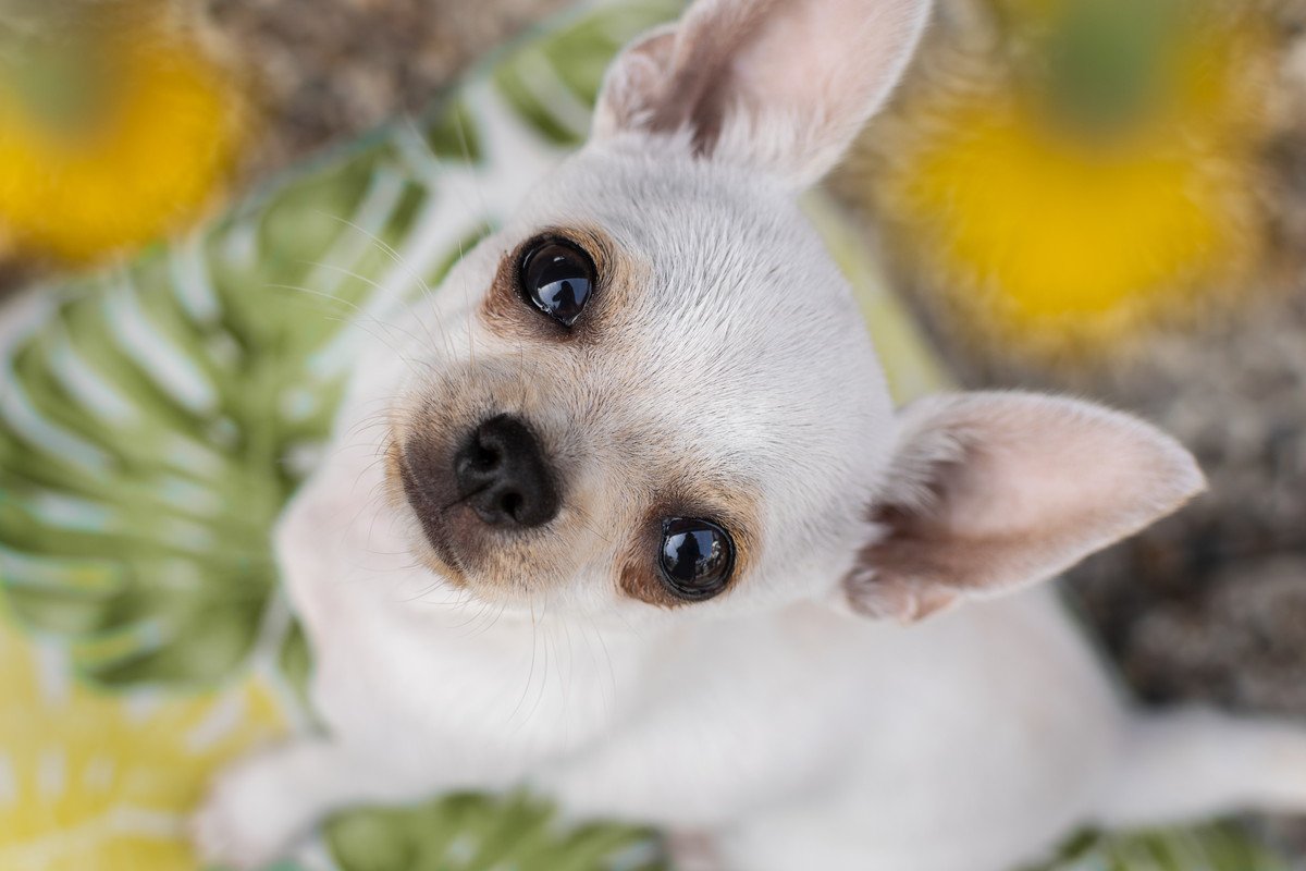 愛犬があなたに伝えたいと思っている『4つのこと』