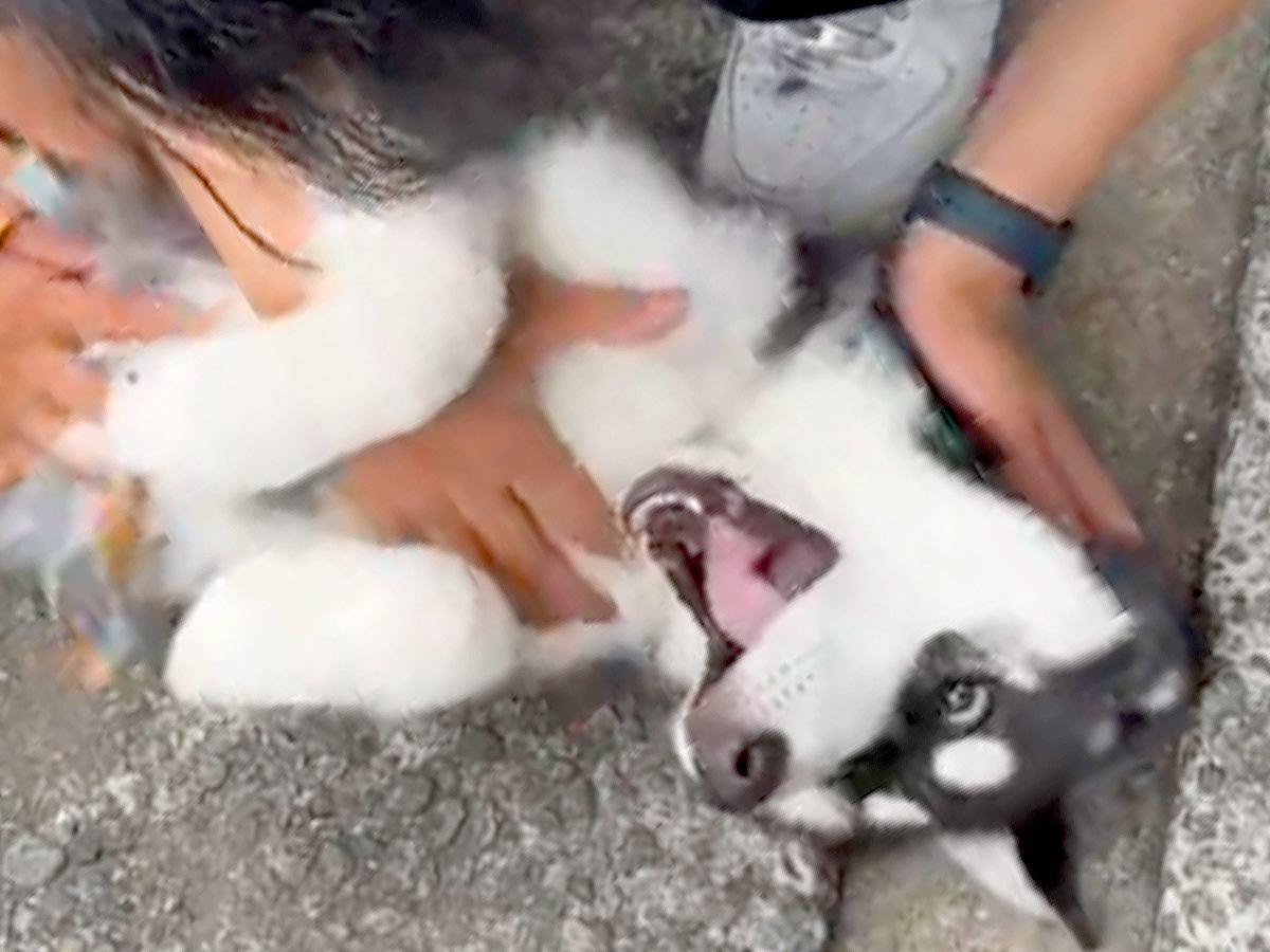 思いっきり撫でられている大型犬の赤ちゃん→２つの感情が同時に押し寄せて…困惑する光景が32万再生「情報が多すぎるｗ」「幸せそう」と絶賛